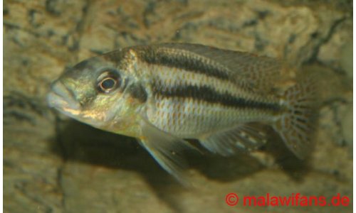 Cheilochromis euchilus